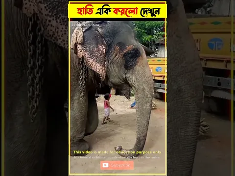 বাচ্ছা মেয়েটির সাথে হাতি একি করলো ? Emotional Story of Elephant 🐘 #shorts #elephant #animals #short