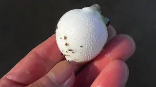 クサフグ仔魚は潮だまりに群れていることも。大群で泳いでいるので、網ですくってみました。興奮するとお腹が膨れるフグですが、海水に浸けると直ぐに、元も戻るのですが、中には緊張しすぎた？戻らないものも。