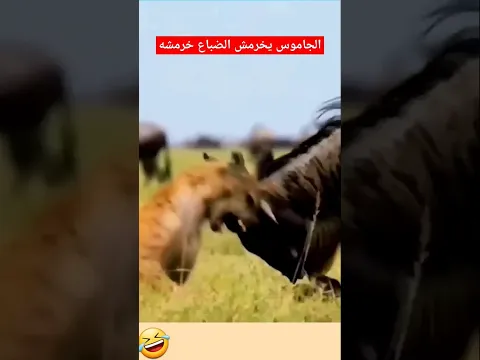 Exposing the buffalo's tenderness poses no danger