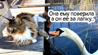 Лебедь щипнул кошку. Она в шоке! Из жизни котов и лебедей.