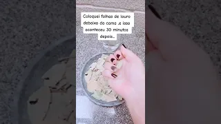 Folhas de louro e seus benefícios