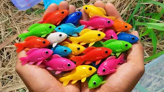 Catch beautiful aquarium fish in small pond baby, molly fish, pencilfish, iguanas #funworldtv #fish
