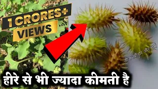 लाखों की दवाइयाँभी फेल है मिल जाए तो छोड़ना मत // सोने चांदी मे खेलोगे