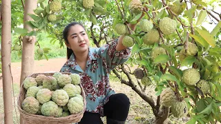 Do you have sugar apple tree around home? / Pick sugar apple for my recipe / Cooking with Sreypov