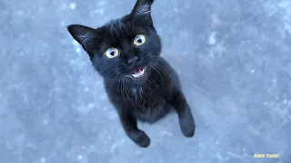 30 Meow of cats by Robin Seplut