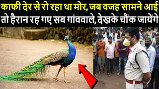 काफी देर से रो रहा था मोर, जब वजह सामने आई तो हैरान रह गए सब गांववाले, देखके चौंक जायेंगे...