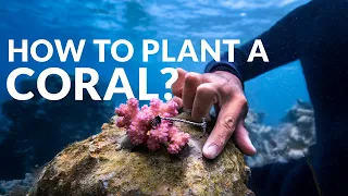 How To Plant A Coral In 3 Minutes