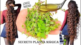 🌾ROCÍALO VARIAS VECES POR TU CABELLO Y NO DEJARÁ DE CRECER🌱Bucles hermosos*