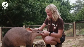Meet Jersey Zoo's newest resident!