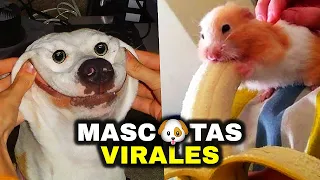 LOS MEJORES VIDEOS DE MASCOTAS VIRALES 🐶