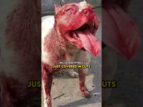 Joe Rogan Tells a scary Pitbull Story #joerogan #jre #pitbull #dogs #joeroganexperience #shorts
