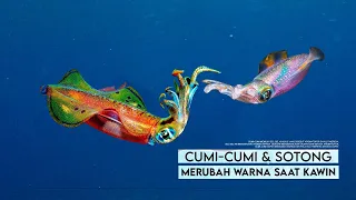PERKAWINAN CUMI CUMI YANG SANGAT MENARIK, APA KAMU SUDAH TAHU ?