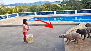 EM PERIGO DESAFIO DA RAÇÃO ERA QUASE IMPOSSÍVEL | Dragons Pit Kennel