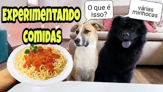 EXPERIMENTANDO COMIDA - AMORINHA CHOWCHOW