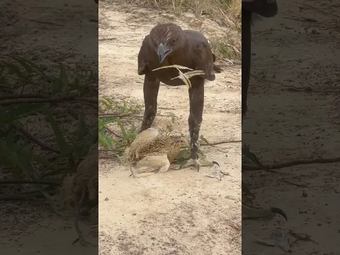 Hawk Eagle hunting bird for food 🦅#like #wildlife #eatfood #hawk #shortsfeed #shorts #subscribe