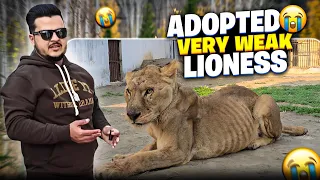 Sherni ko Marny sy Bacha Lia 😱 | Marty Marty Bach Gai sherni | Adopts a Big Lioness | Nouman Hassan|