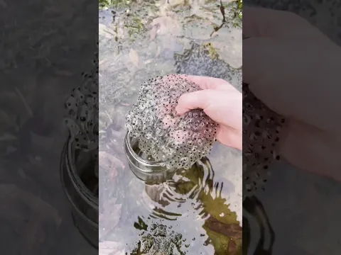 Raising thousands of baby frogs 🐸😳