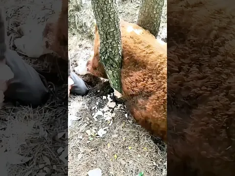 Rescuing Trapped Calf: Cutting down trees to set them free