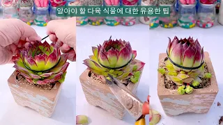 알아야 할 다육 식물에 대한 유용한 팁 - 42 부