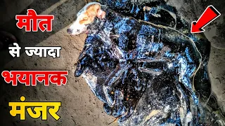 Stray Dog rescued from molten rubber | इस कुत्ते की ऐसी हालत देख कर कांप जाएगी रूह | Watch till end.