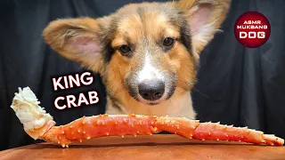 ASMR Mukbang Corgi Dog Eating King Crab 🦀