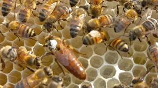 Colméia do Tambor Parte 02