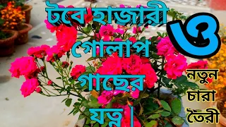 টবে হাজারী গোলাপ গাছের যত্ন ||miniature rose plant care in pot. miniature Rose care & propagation.
