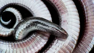 Stiletto Snakes: delivering deadly venom without ever biting