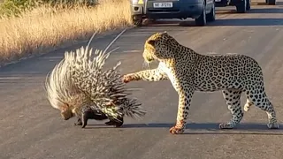 Hungry Leopard Gets Defeated By Prickly Porcupine