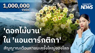'ดอกไม้บาน' ใน 'แอนตาร์กติกา' สัญญาณเตือนหายนะครั้งใหญ่ของโลก | กรุงเทพธุรกิจNEWS
