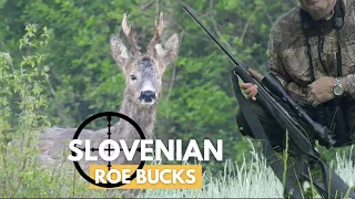 Roe Buck Hunting | May Season Opener