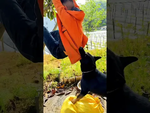 Why this dog take the rickshaw puller's jacket?