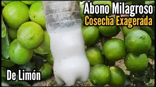 Abono Milagroso hará que Tengas Una Cosecha Exagerada de Limón 🍋 Muy Bueno para el Cuaje de Limón