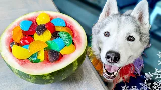 Rainbow Gummy Dog Treats 🌈 Easy DIY Dog Treats