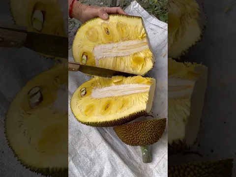 Harvest jackfruit in the rainy season - Farm fresh ninja fruit cutting
