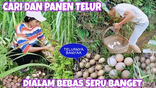 PERTAMA KALI CARI DAN PANEN TELUR DIALAM BEBAS SERU BANGET KAYA CARI HARTA KARUN