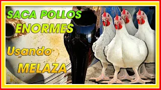 Como ENGORDAR Pollos RÁPIDO usando MELAZA ǀ Ing. Jannin Hernández Blandón