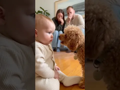 初めて犬に文句を言われた赤ちゃん、どうしていいか分からず固まってしまう。。。#dog #baby #cute #funny #shorts #shortvideo #赤ちゃん #トイプードル