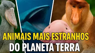 ANIMAIS MAIS ESTRANHOS DO PLANETA TERRA!