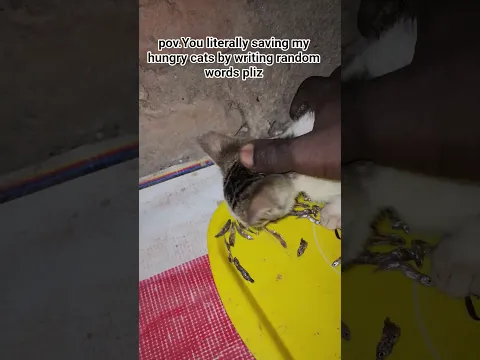 pov.shelter #help #catrescue #foryoupage #fyp #foryou #kitten #cat #lucy #animals #shorts ♥️