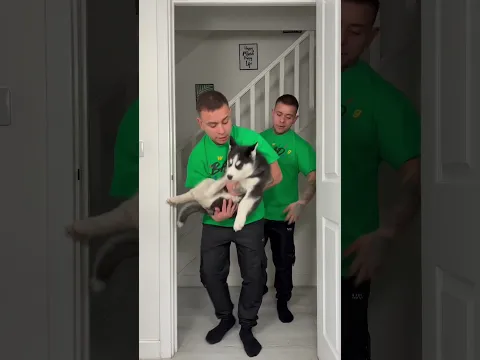 Nico 🤍🖤😭 #shorts #neffatibrothers #funny #puppy