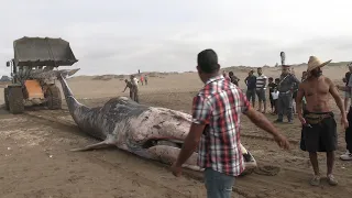 لـ حـظة نـ ـقـ ـل ود فـ ن الحوت الضخم 😱  الدي خرج بالشاطئ بنواحي المحمدية🔥🚨