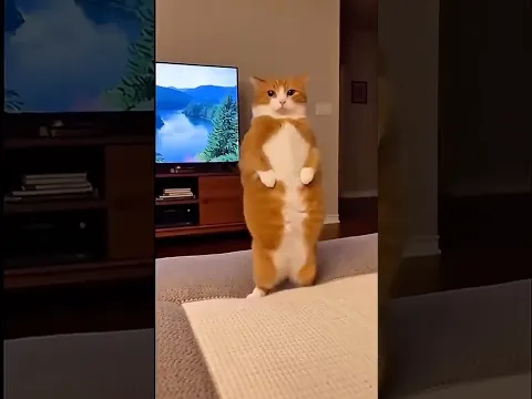 She thought she was pregnant 😹😁 Kendini hamile sanıyordu😱 funny cat animals cartoon #shorts