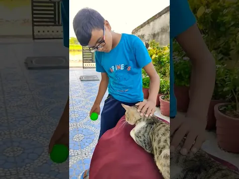 cat lover ❤️🥰 cute cat #shorts #viral #trending #love