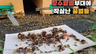 본진까지 침투해서 꿀벌 2000마리 학살한 장수말벌 색히들