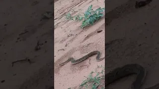 Deadliest Russel Viper Snake Rescued By Mr COBRA poviarasan