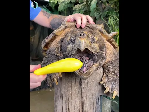 😨देखिए इसे ये है सबसे खतरनाक कछुआ! 3 Most Deadliest And Dangerous Animals. #shorts #animals