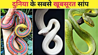 ये है दुनिया की सबसे खूबसूरत सांप 😍 | Beautiful Snakes in the World | #shorts #snake