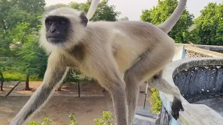 Hanuman