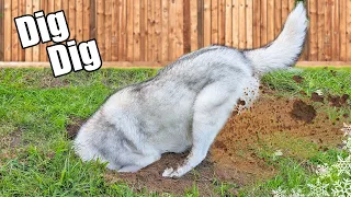 My Husky Digs Her Own Pool 💦
